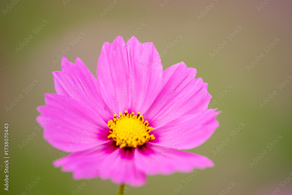 Fototapeta premium コスモスの花