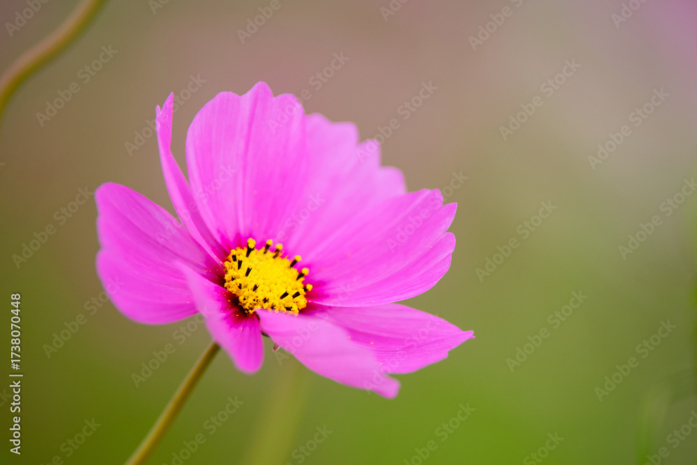 Obraz premium コスモスの花