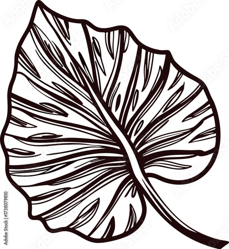 Hand drawn tropical leaf illustration with detailed vein lines, botanical sketch isolated on white
