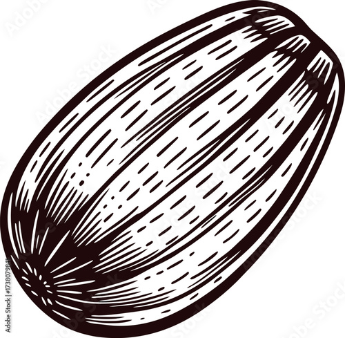 Hand drawn striped almond isolated on white background vintage botanical engraving illustration