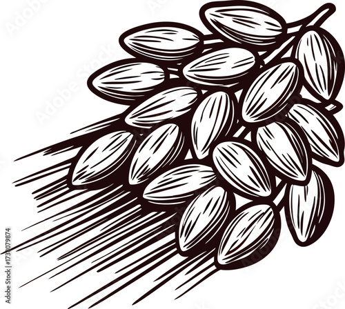 Hand drawn illustration of almond nuts in group on white background, vintage engraved botanical