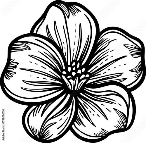 Detailed black and white hand drawn flower with five petals and intricate line shading illustration