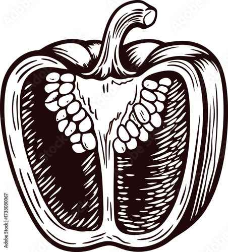 Hand drawn bell pepper cross section in vintage engraved illustration