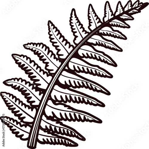 Hand drawn fern leaf isolated on white background vintage botanical sketch illustration of foliage