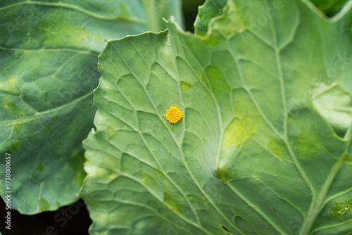Wallpaper Mural Yellow larvae on cabbage leaf of caterpillar or white butterfly pests, close-up Torontodigital.ca