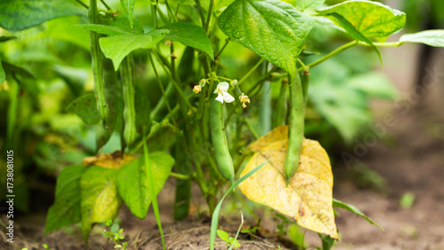 Wallpaper Mural Dry leaf on beans. Concept of lack of moisture and diseases with pests, close-up Torontodigital.ca
