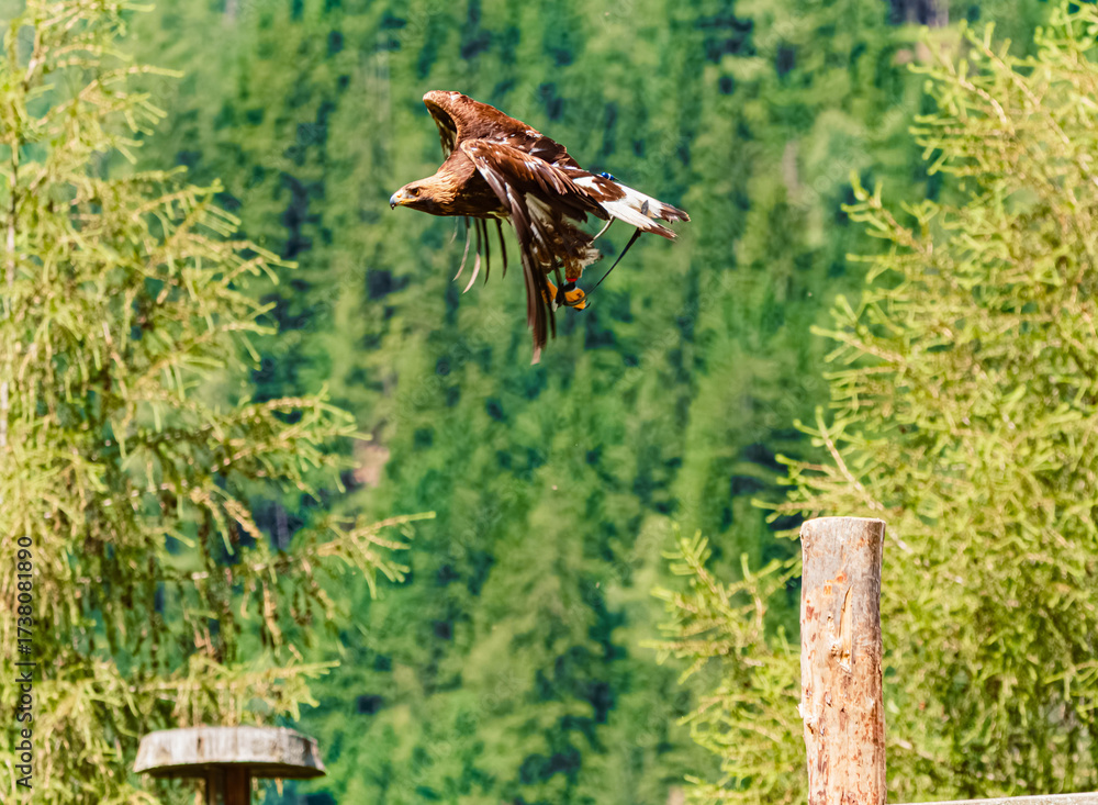 Obraz premium Aquila chrysaetos, golden eagle, in flight on a sunny day in summer