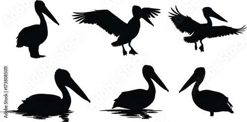 Silhouette of pelican birds standing, flying, floating on water, large beak seabird vector illustration, coastal wildlife nature graphic collection for design