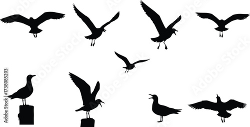 Silhouette of seagulls flying, standing, and spreading wings isolated on white background, seabird illustration, coastal wildlife vector art, ocean bird graphic design