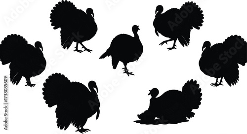 Silhouette of turkeys standing and walking in different poses isolated on white background, domestic poultry bird illustration, farm animal artwork, Thanksgiving vector design graphic