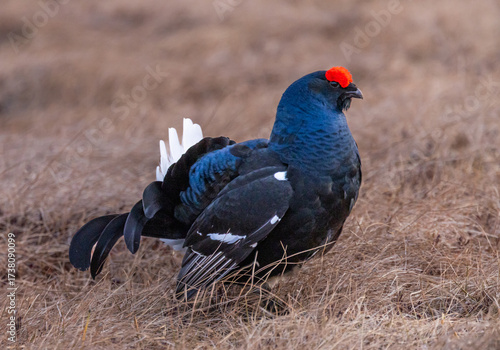 black grouse - Lyrurus tetrix