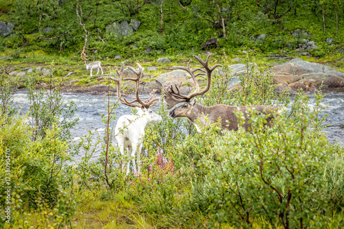 A brown and a white reindeer close to a river in Norway
