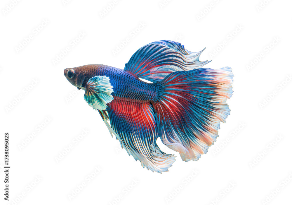 Fototapeta premium Isolated Beautiful Betta Fish Siamese Fighting Fish, Multicolor Tropical Aquarium Pet