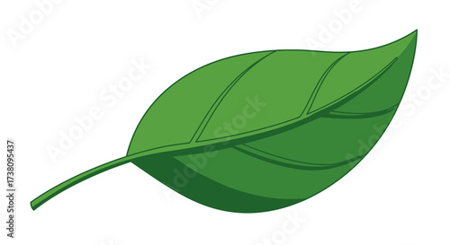 Vector illustration of a single fresh green leaf with veins, isolated on a white background. A simple stylized design for nature concepts