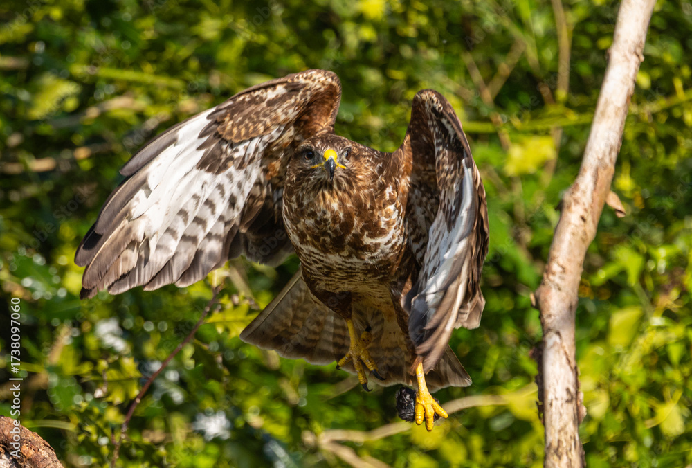 Fototapeta premium Common buzzard - Buteo buteo