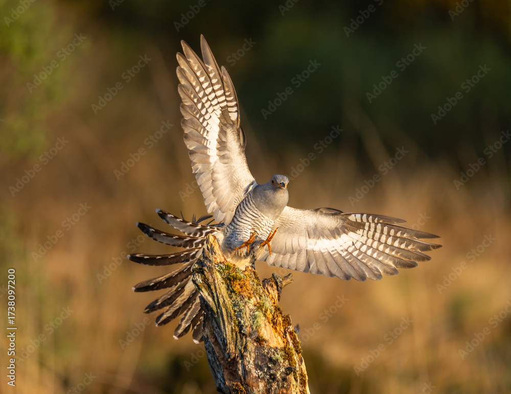 Fototapeta premium Common cuckoo - Cuculus canorus