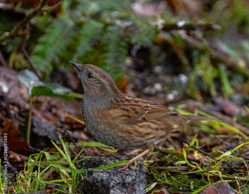 Fototapeta premium Dunnock - Prunella modularis