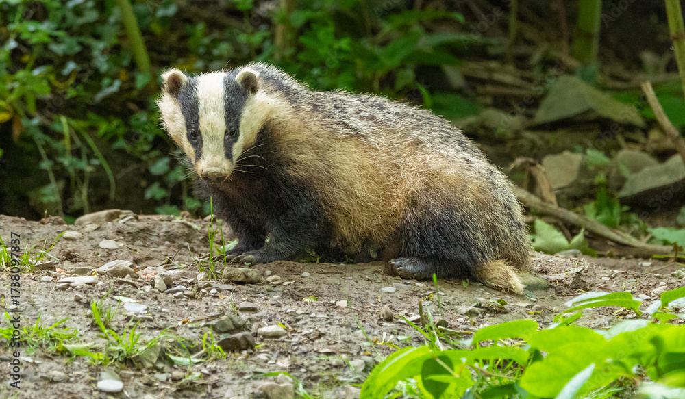 Fototapeta premium European badger - Meles meles
