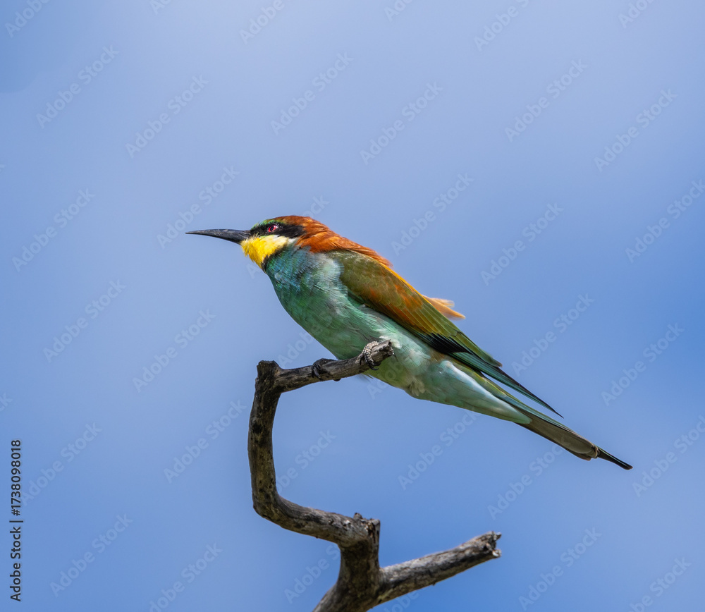 Fototapeta premium European bee-eater - Merops apiaster