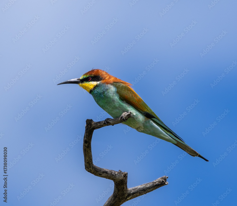 Fototapeta premium European bee-eater - Merops apiaster