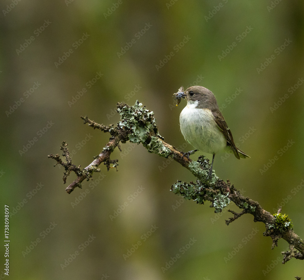 Obraz premium European pied flycatcher - Ficedula hypoleuca