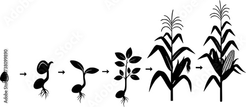 Life cycle of corn (maize) plant silhouette, Cycle of growth of corn black silhouette, Corn life cycle silhouette, Corn seed growing silhouette, Process of growing corn in agriculture