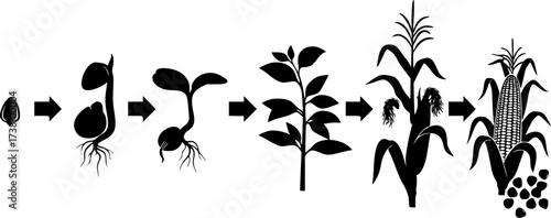 Life cycle of corn (maize) plant silhouette, Cycle of growth of corn black silhouette, Corn life cycle silhouette, Corn seed growing silhouette, Process of growing corn in agriculture