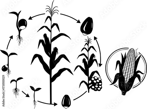 Life cycle of corn (maize) plant silhouette, Cycle of growth of corn black silhouette, Corn life cycle silhouette, Corn seed growing silhouette, Process of growing corn in agriculture
