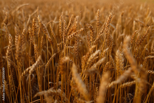a field with a ripe crop. A field of golden wheat. cereals