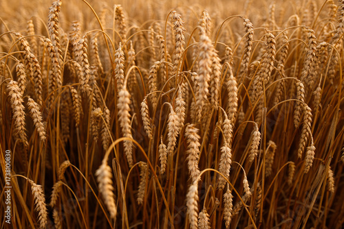 a field with a ripe crop. A field of golden wheat. cereals