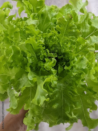 green lettuce leaves on white background for salad