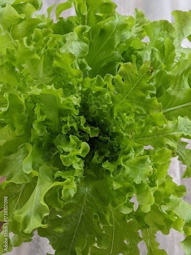 green lettuce leaves on white background for salad