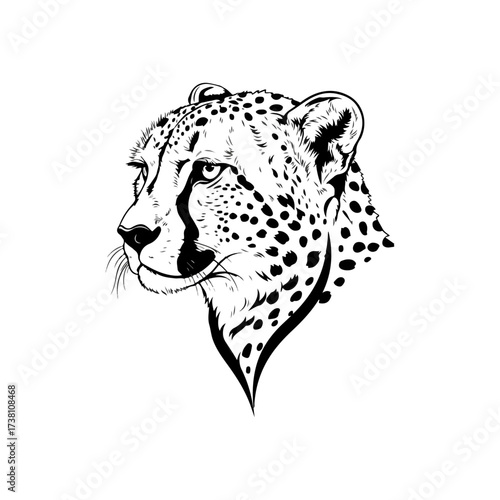 Cheetah head portrait in black and white, isolated on white background