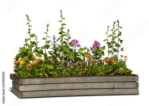 Fototapeta Naklejka Na Ścianę i Meble -  Colourful blooming flowers growing in a wooden crate isolated on white and transparent background
