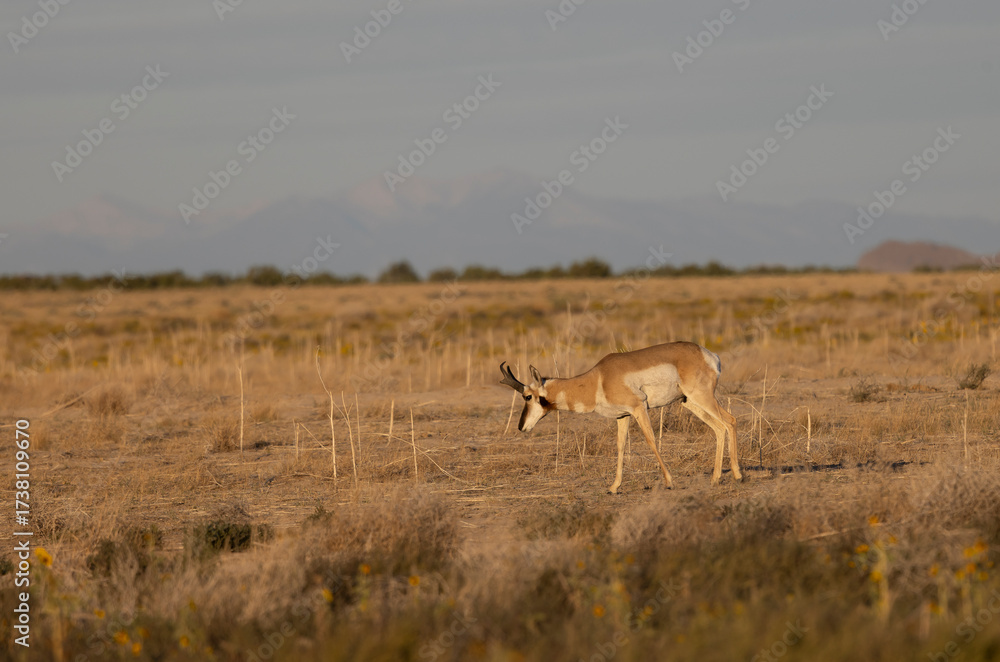 Fototapeta premium Pronghorn Buck in the Utah Desert in Autumn