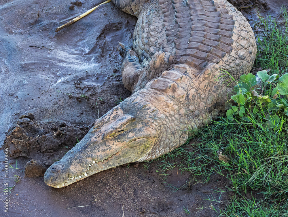 Fototapeta premium Nile crocodile - Crocodylus niloticus