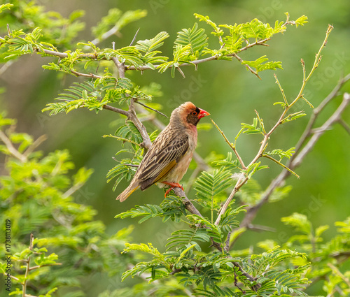 Red-billed quelea - Quelea quelea