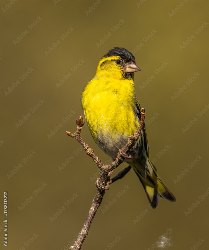 Obraz premium Siskin - Spinus spinus