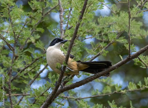 Southern boubou - Laniarius ferrugineus
