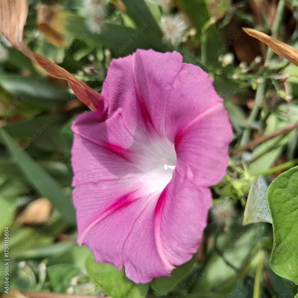 Fototapeta premium Fiore