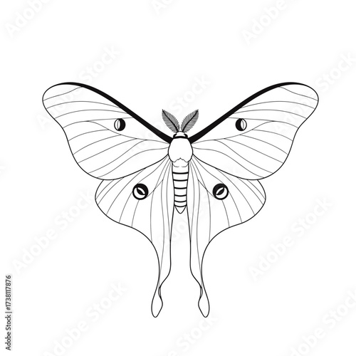 A detailed line art illustration of a Luna moth with its wings spread wide, showcasing intricate patterns and delicate antennae, a symbol of nature's ephemeral beauty and nocturnal wonder.