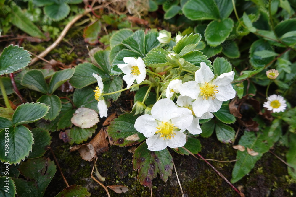 Naklejka premium Wild strawberry plant blooming with delicate white flowers