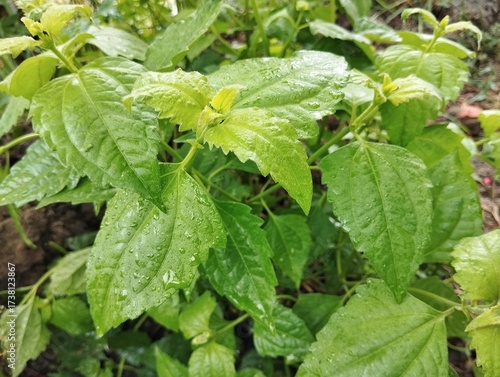 Wallpaper Mural Siam weed (Chromolaena odorata) with rain drops in outdoor garden, Close up view  Torontodigital.ca