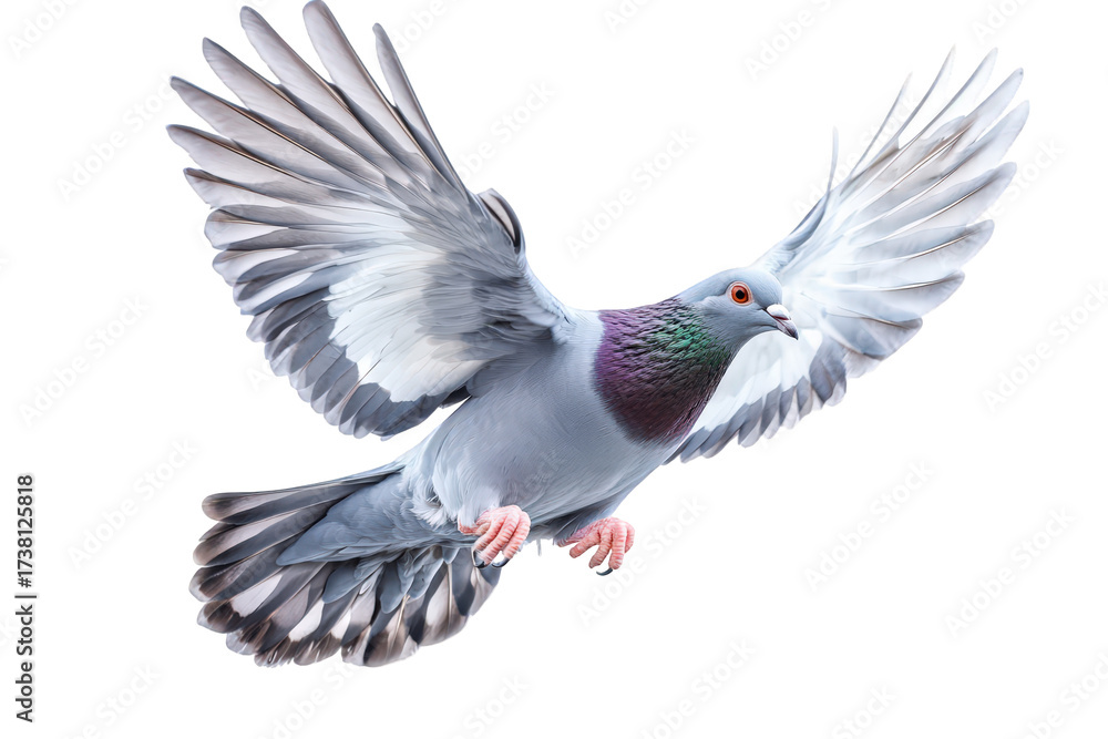 Obraz premium A gray pigeon soaring through the air, its wings spread wide, showcasing the intricate details of its feathers isolated on transparent background