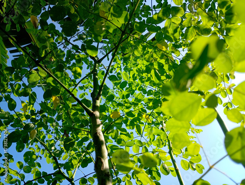 Green moringa leaves under a blue sky and bright sunshine