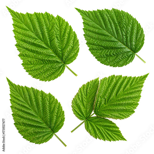 Raspberry leaves isolated on a white background, captured with a full depth of field.
