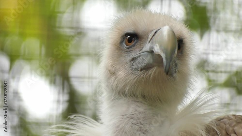 Portrait of a Eurasian griffon vulture (Gyps fulvus) sitting on a branch