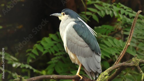 The black-crowned night heron (Nycticorax nycticorax) sits on a branch in the park.