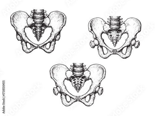 Human Pelvis Vintage Engraved Medical Anatomy Illustration Isolated Vector