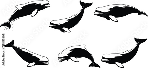 Collection of whale silhouette vector illustrations showing breaching, swimming, diving, and resting marine mammals for ocean wildlife art design